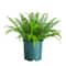 23in. UV Resistant Artificial Boston Fern Plant with Real Touch Leaves (Indoor/Outdoor)